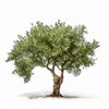 Adina olive tree