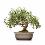 Alton olive tree