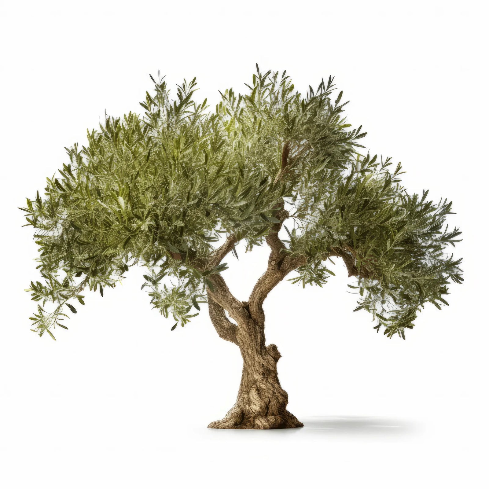 Almira olive tree