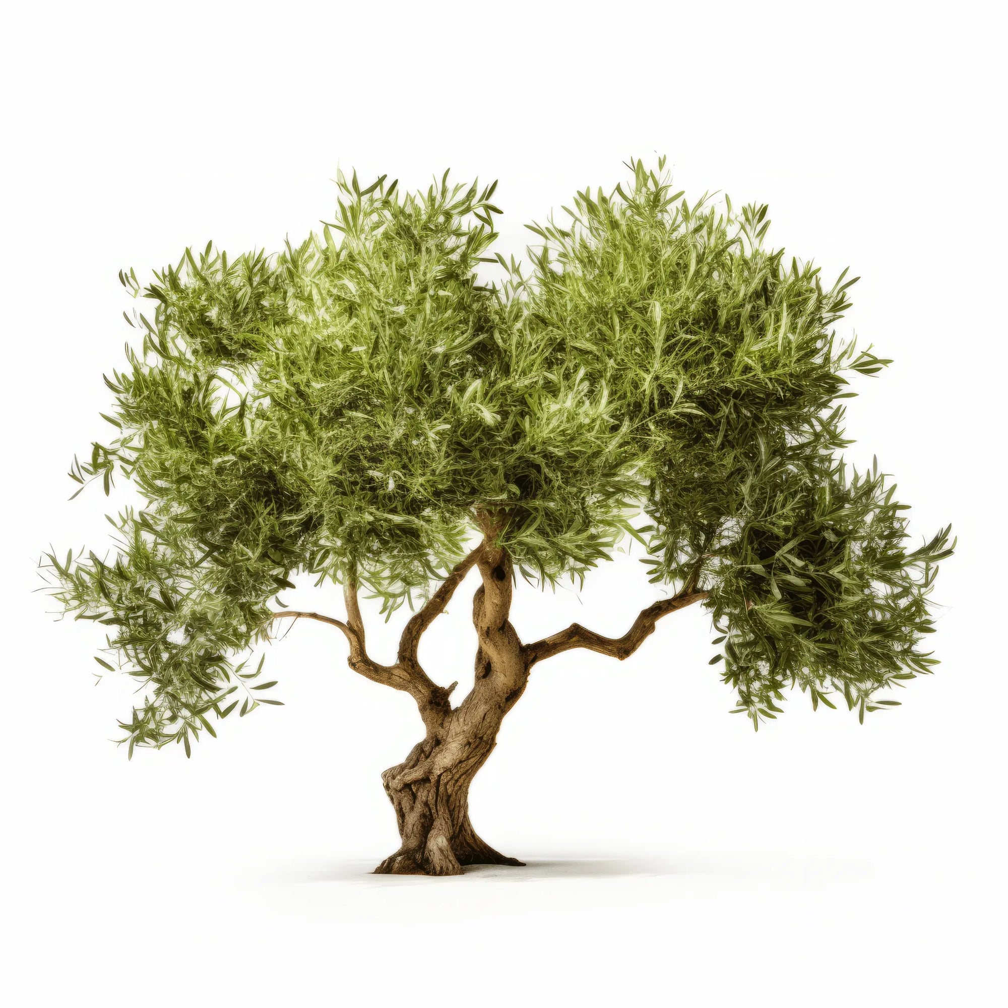 Amity olive tree