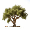 Adelle olive tree