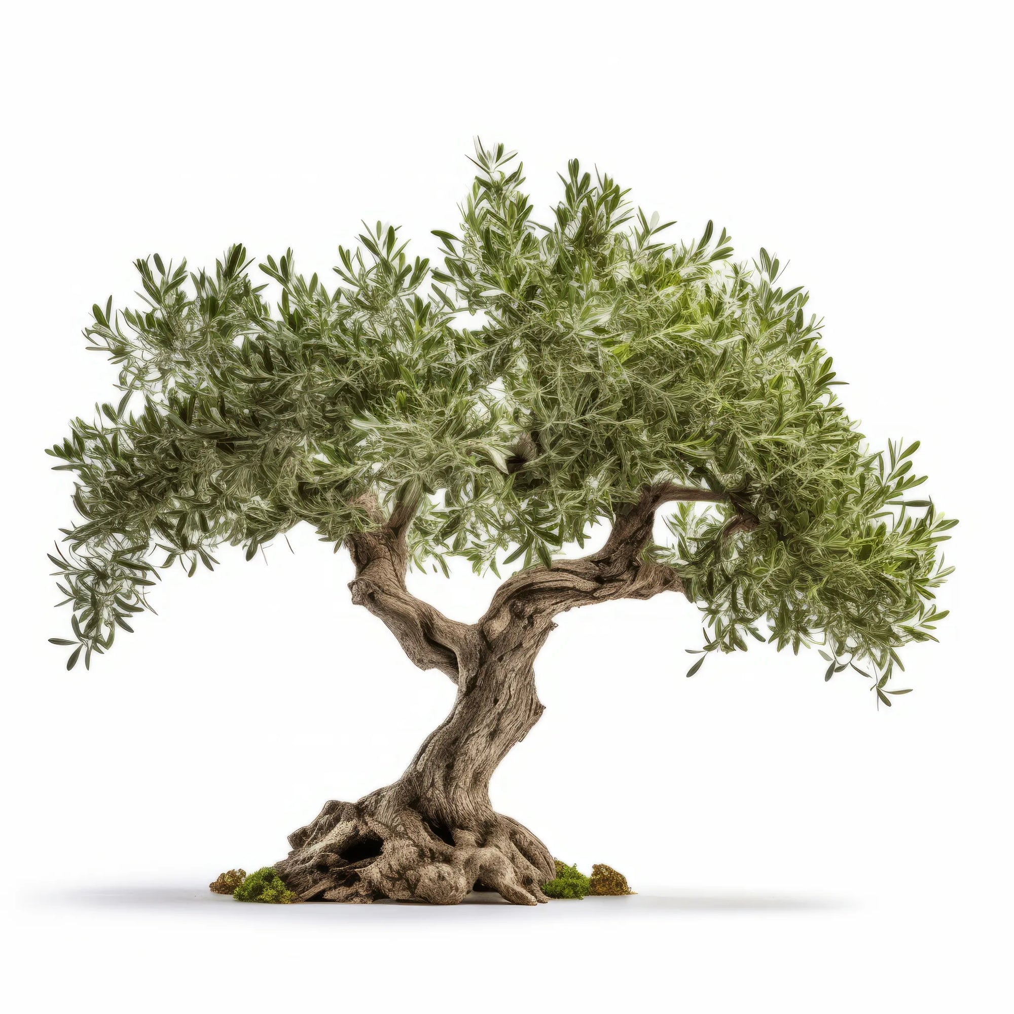 Anya olive tree