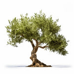 Armand olive tree