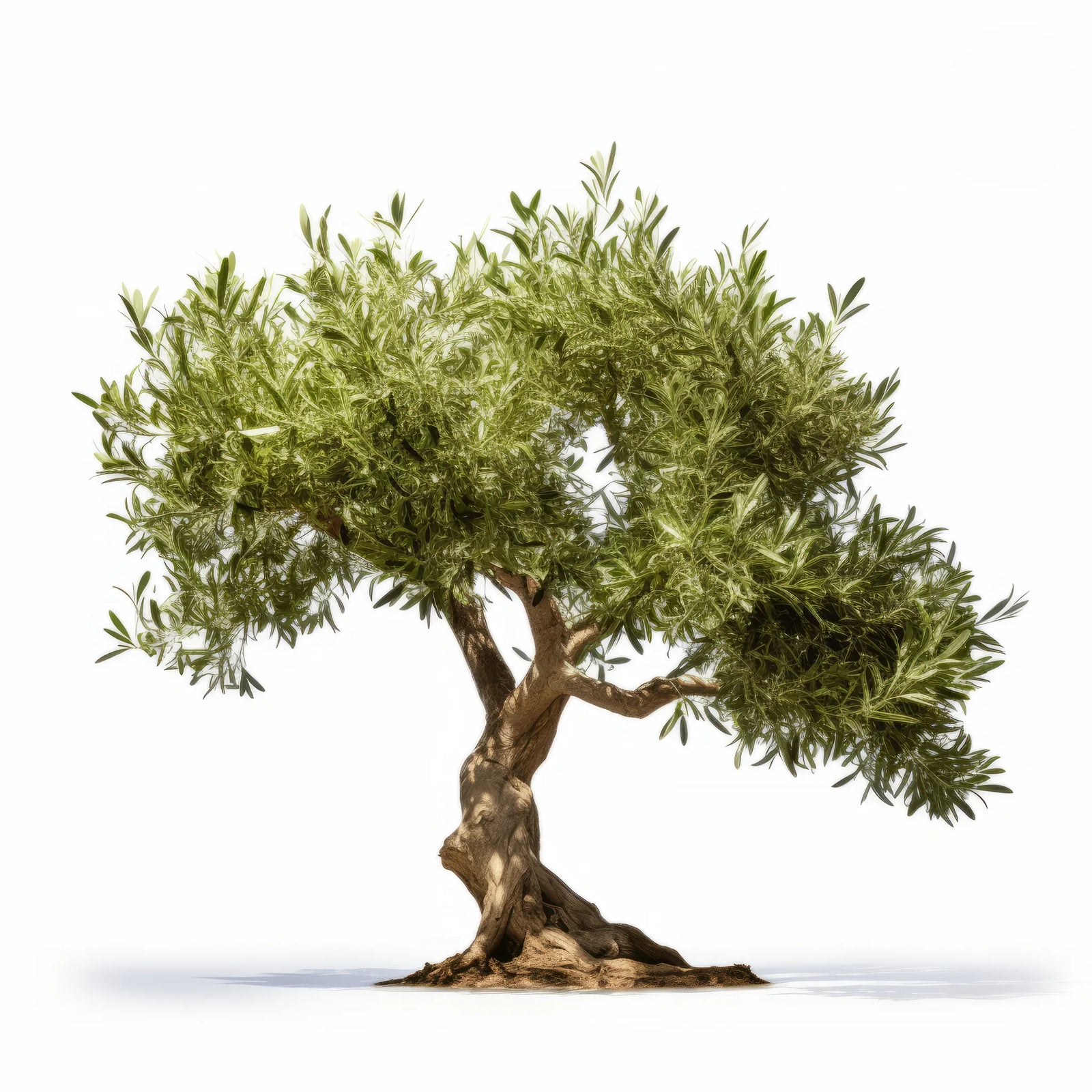 Armand olive tree