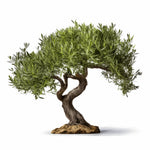 Allie olive tree