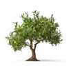 Alberta olive tree