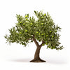 Annika olive tree