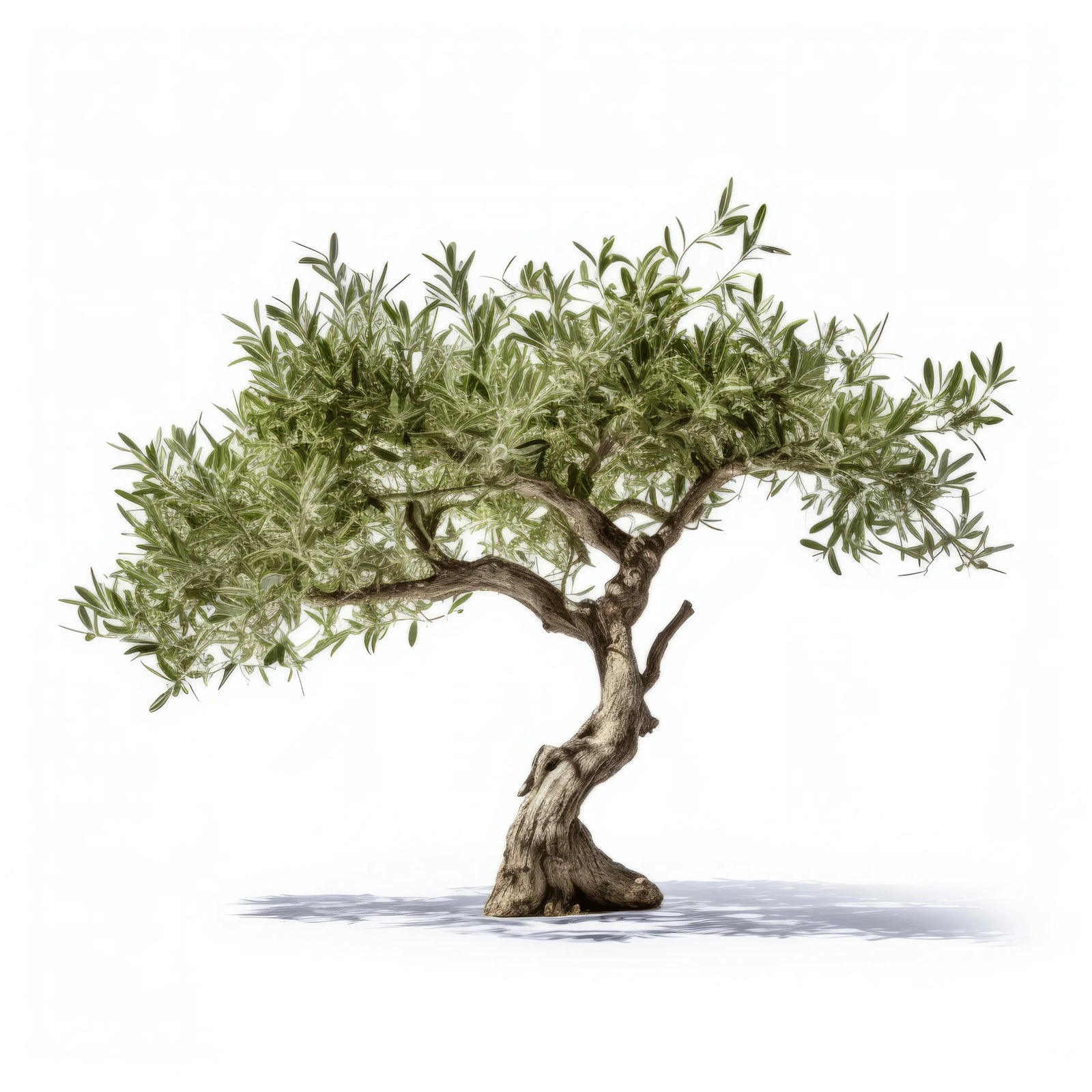 Amaris olive tree