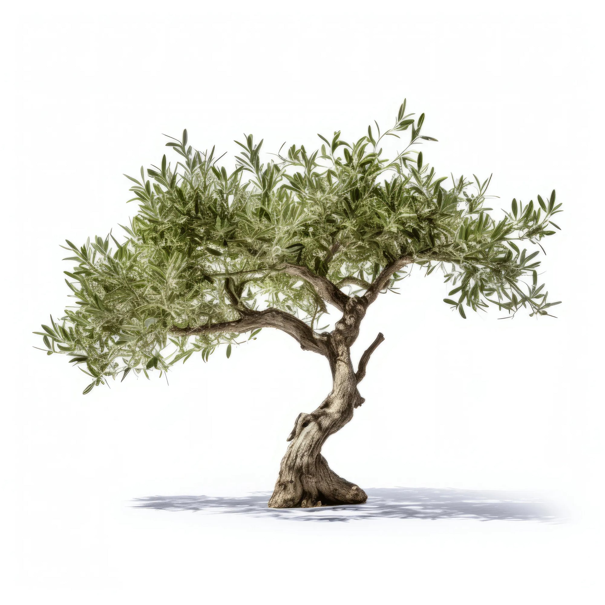 Amaris olive tree