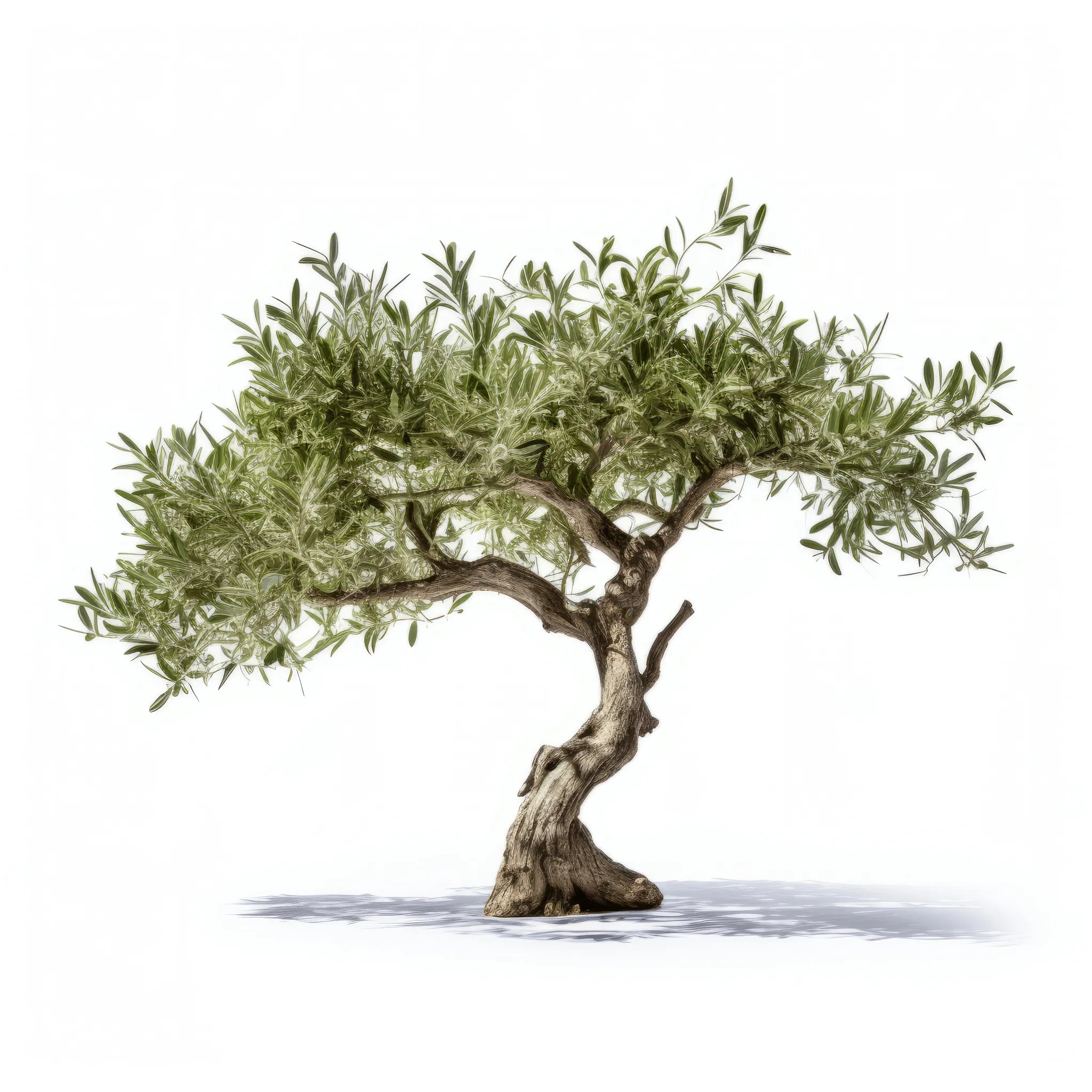 Amaris olive tree