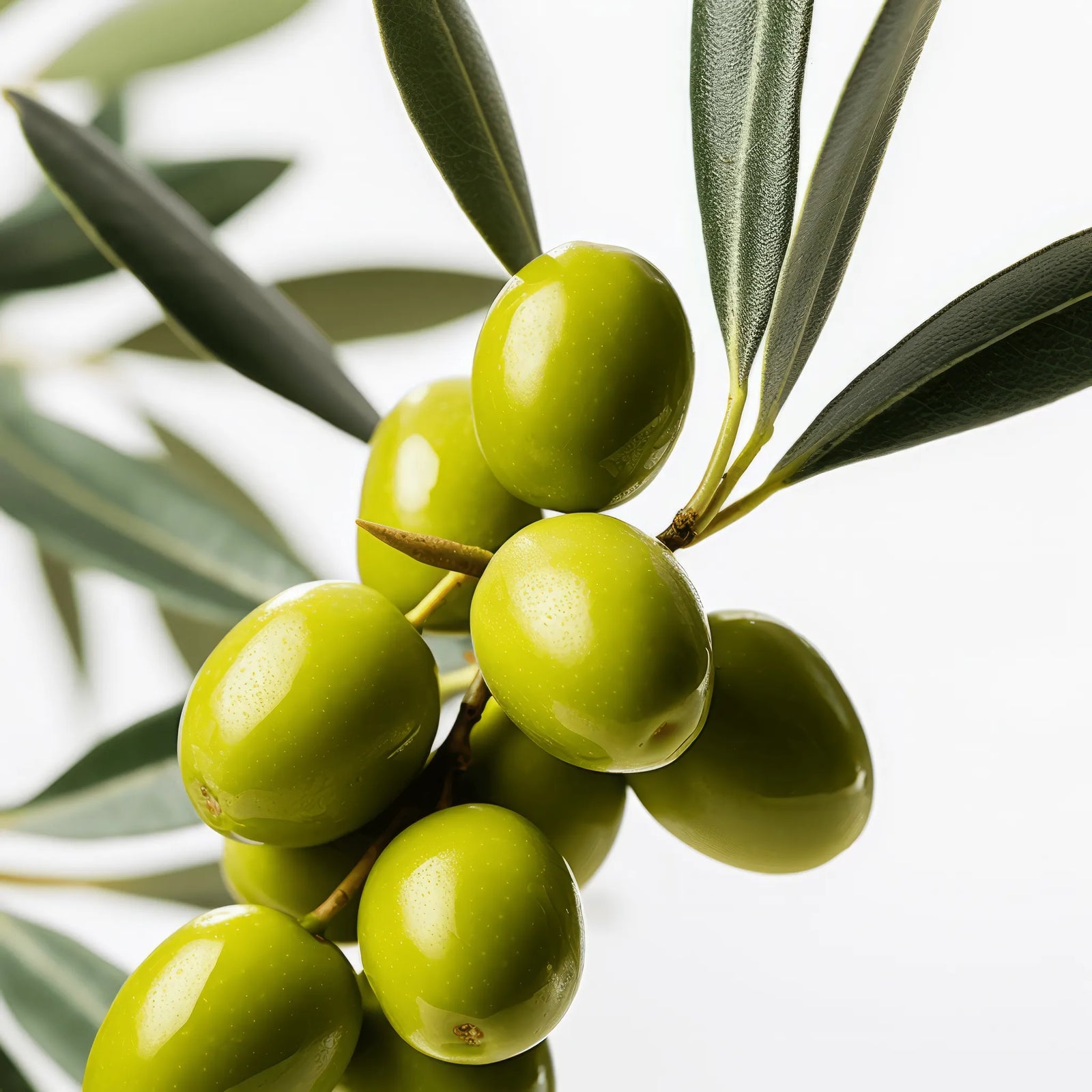 Aedan olive tree