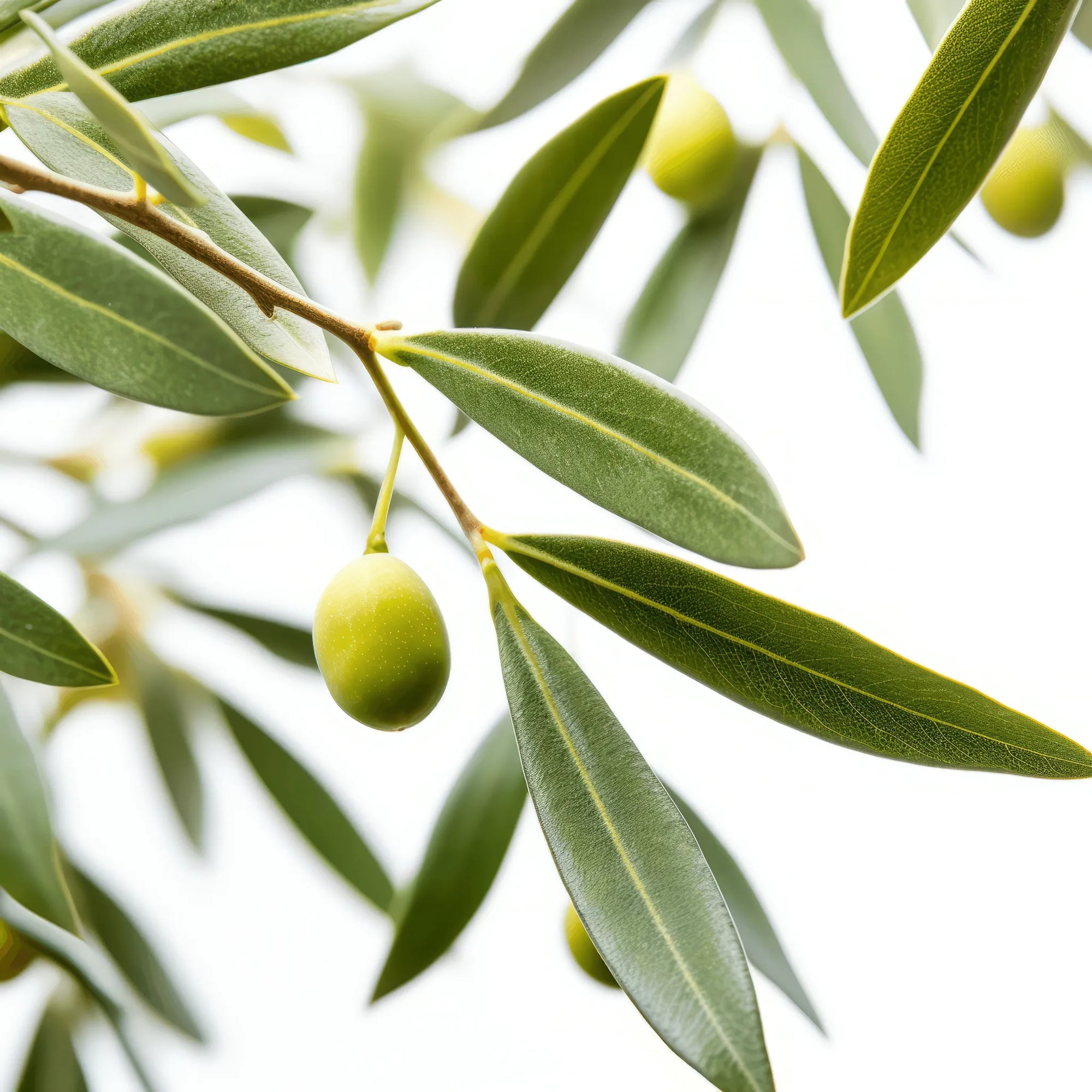 Alberta olive tree