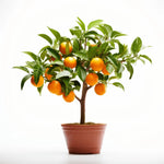 Aline orange tree