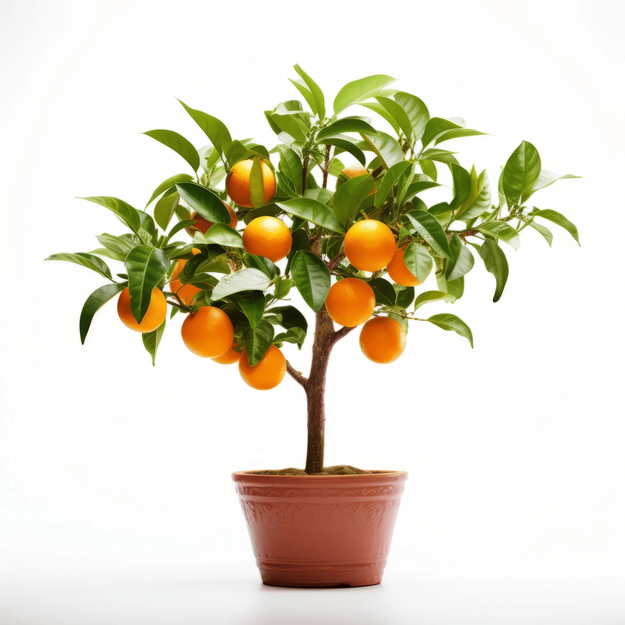 Aline orange tree