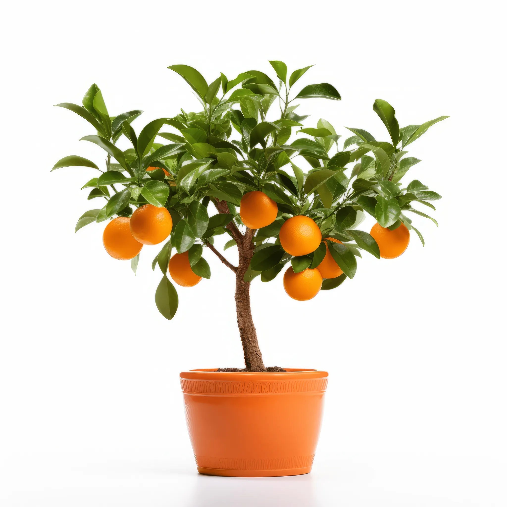 Alia orange tree
