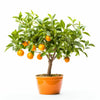 Alessandro orange tree