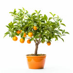 Alessandro orange tree
