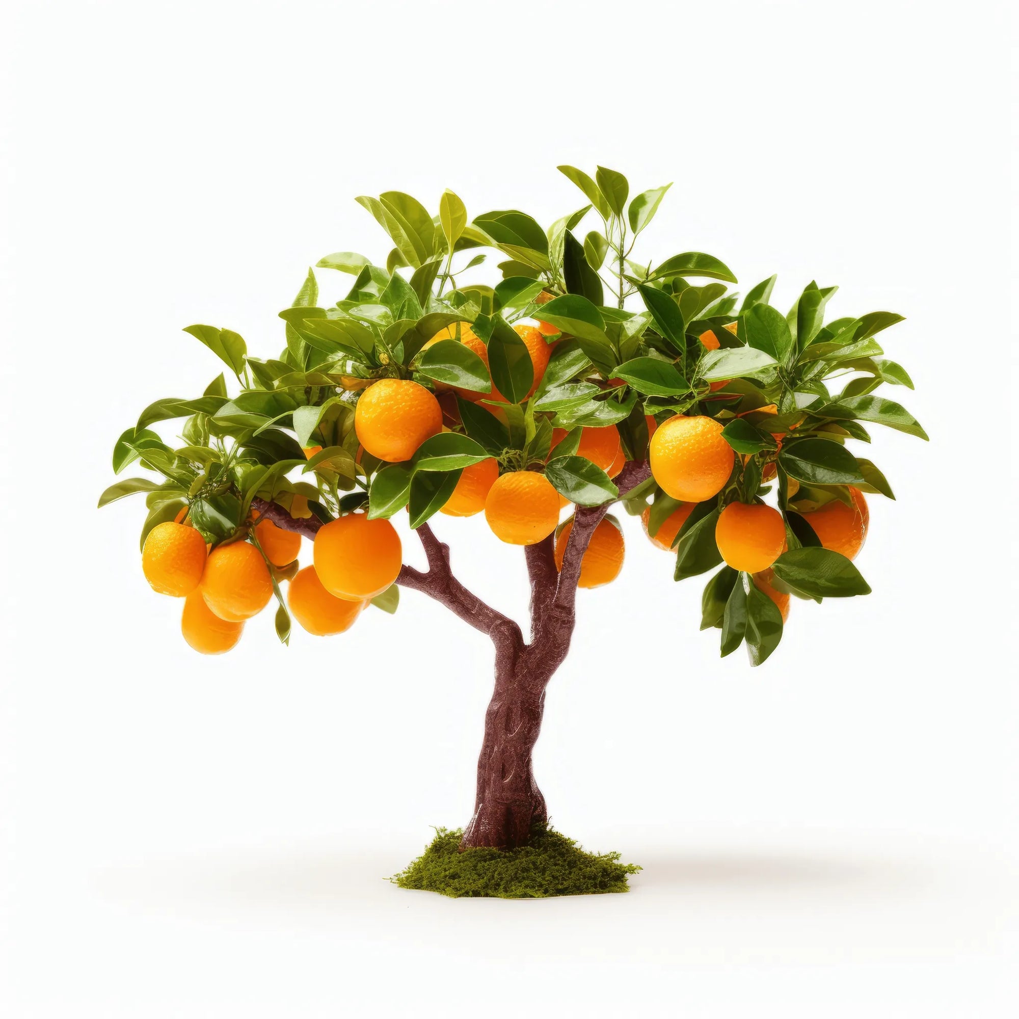 Aida orange tree