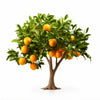Aubrey orange tree
