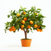 Alondra orange tree
