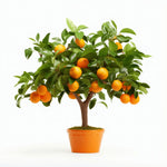 Alondra orange tree