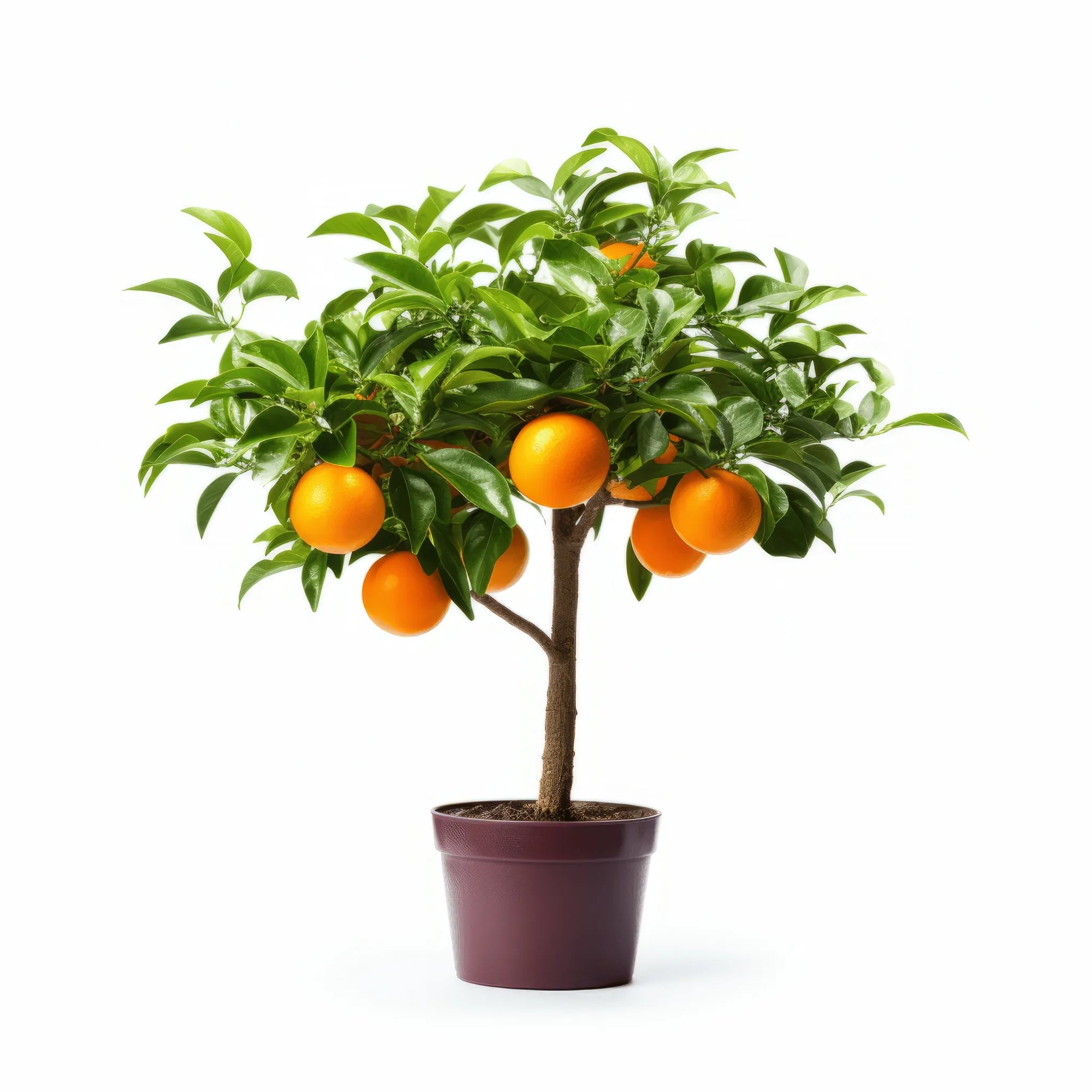 Alistair orange tree