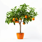 Abanoub orange tree