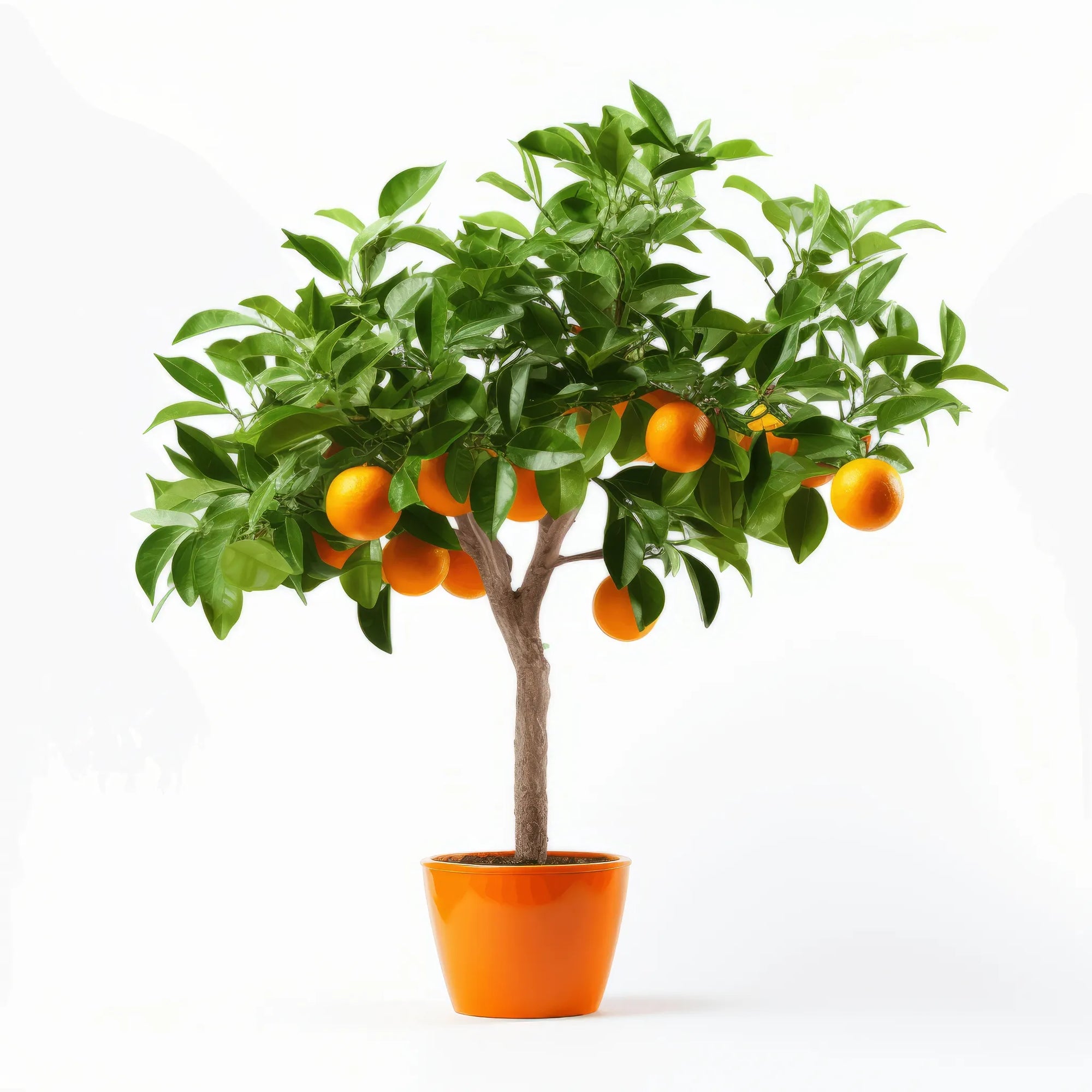 Abanoub orange tree