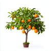 Agnes orange tree