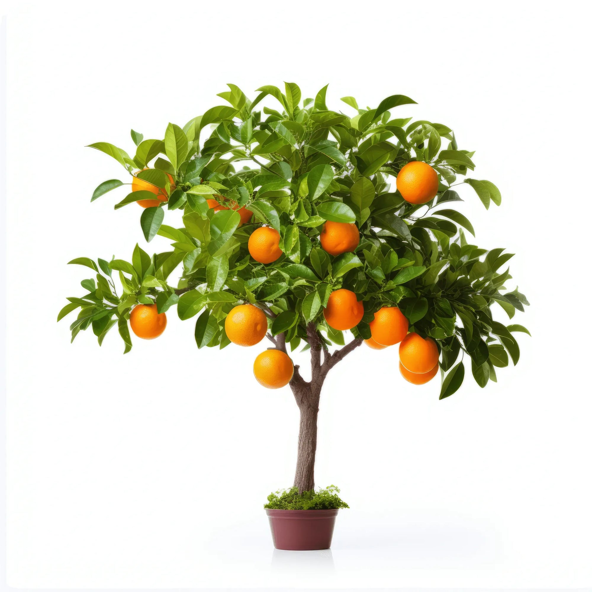 Agnes orange tree