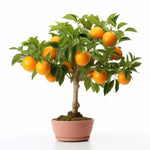 Akira orange tree