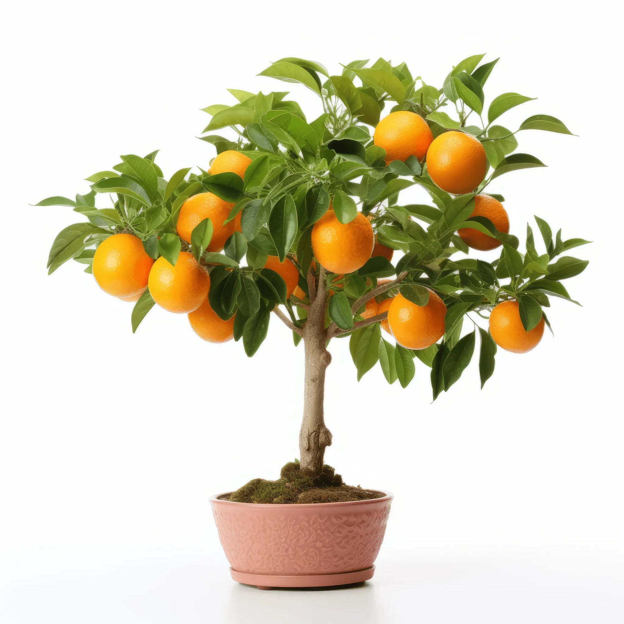 Akira orange tree