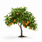 Abner orange tree