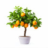 Adrian orange tree
