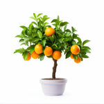 Adrian orange tree