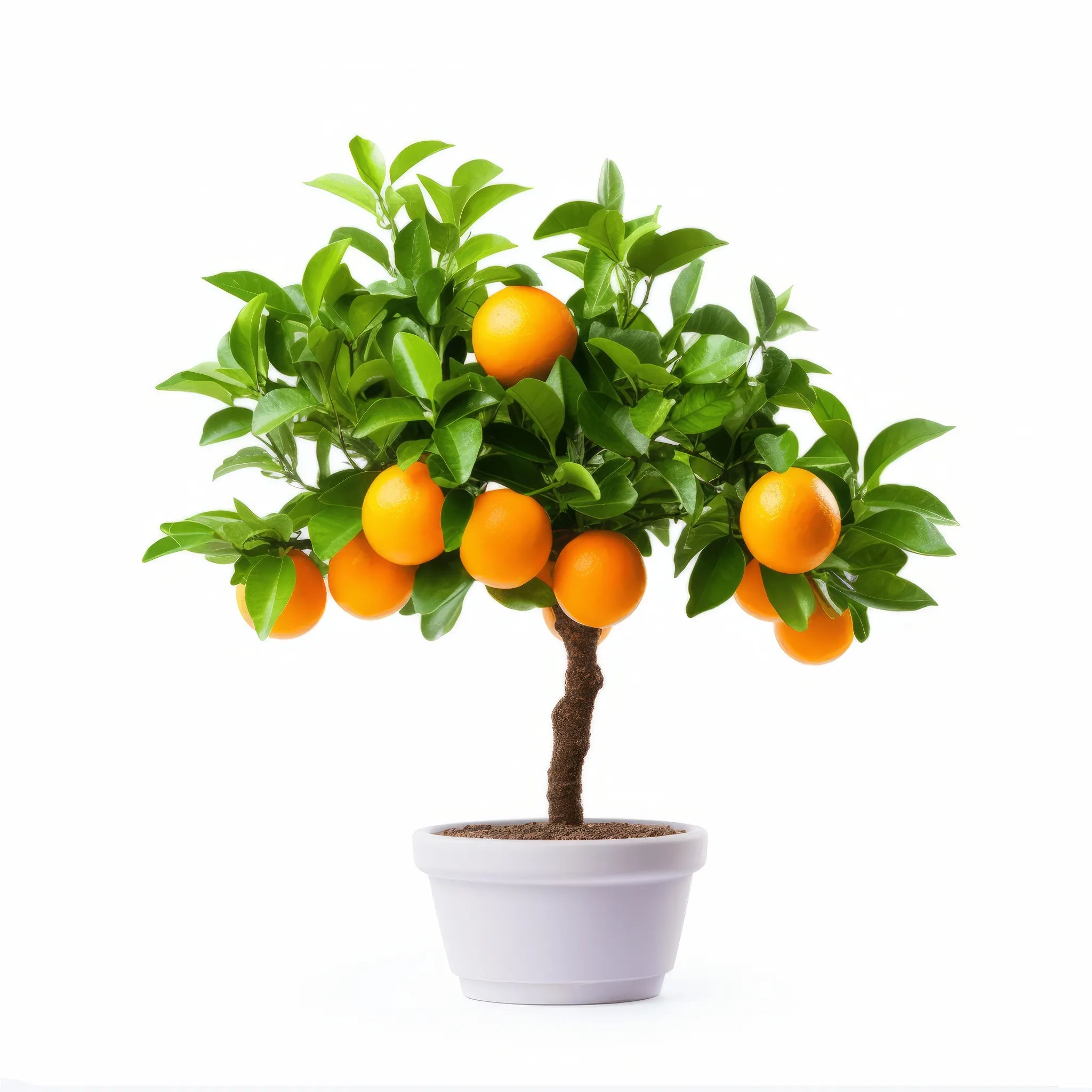Adrian orange tree