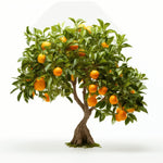 Aria orange tree