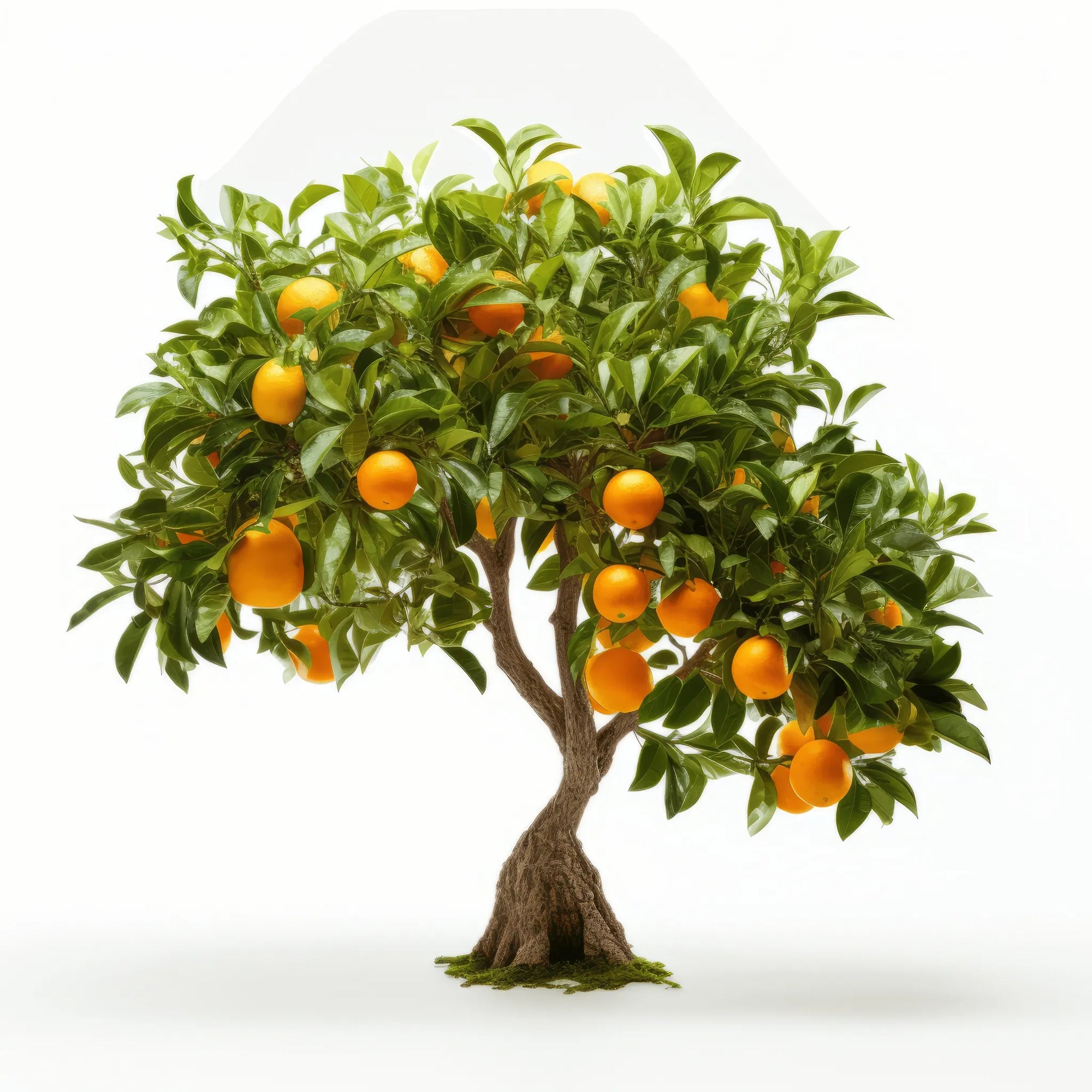 Aria orange tree