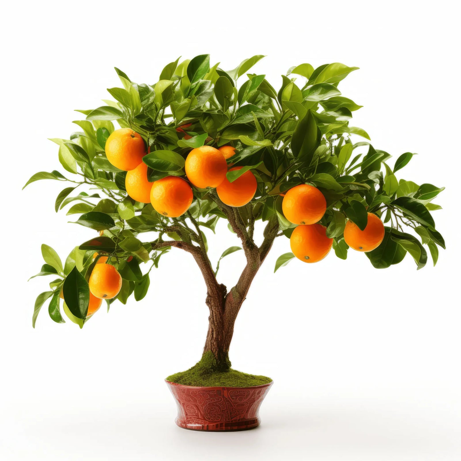 Alene orange tree