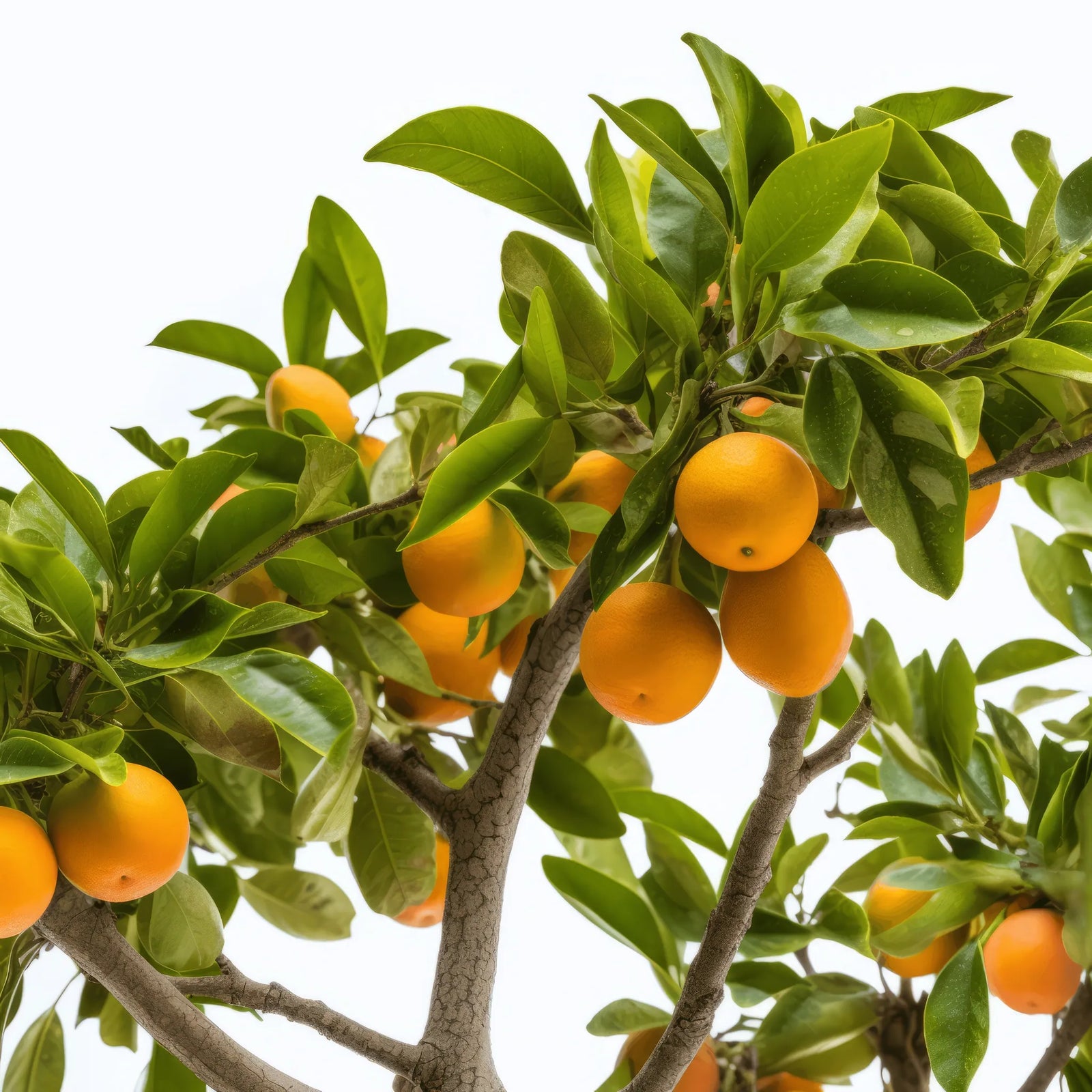 Alano orange tree