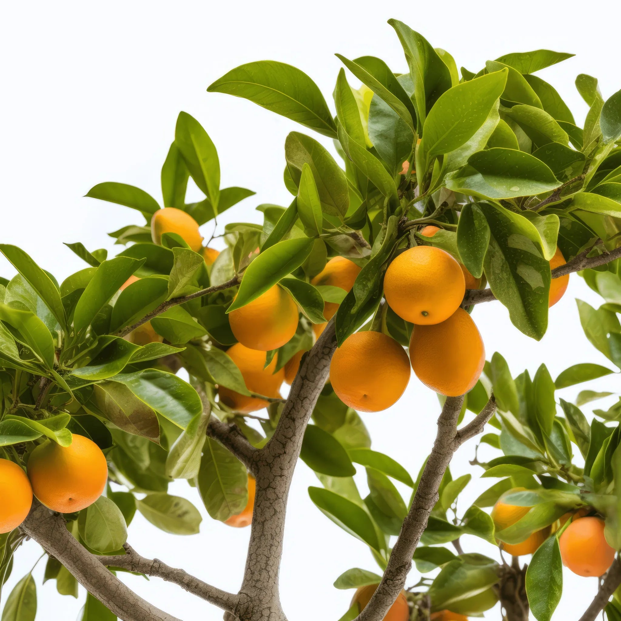 Abanoub orange tree