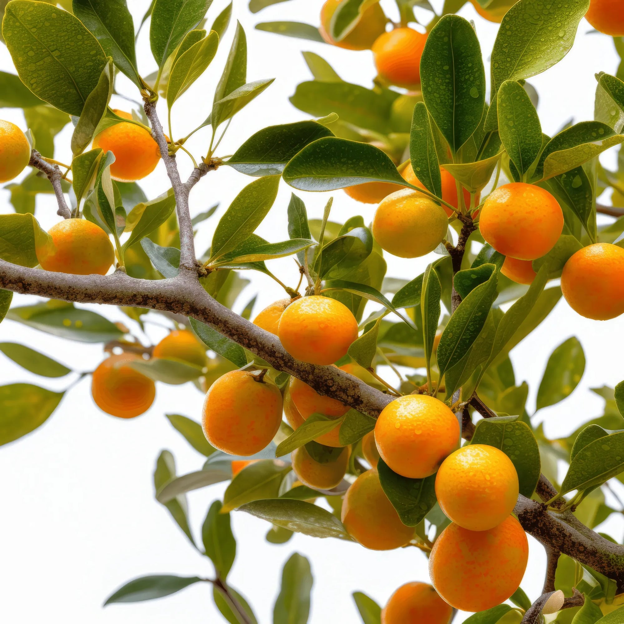 Agnes orange tree
