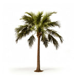 Adeliza palm tree