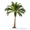 Aldith palm tree