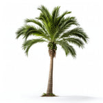 Aldith palm tree