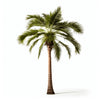 Ayesha palm tree