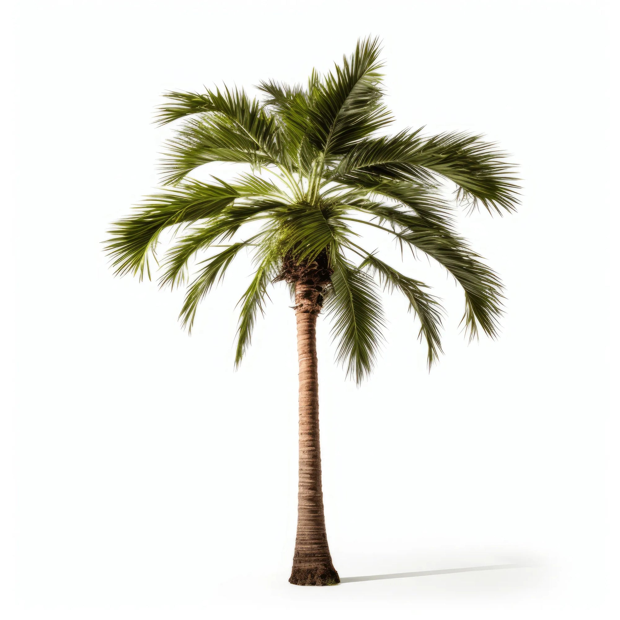 Ayesha palm tree