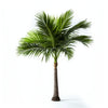 Abigail palm tree