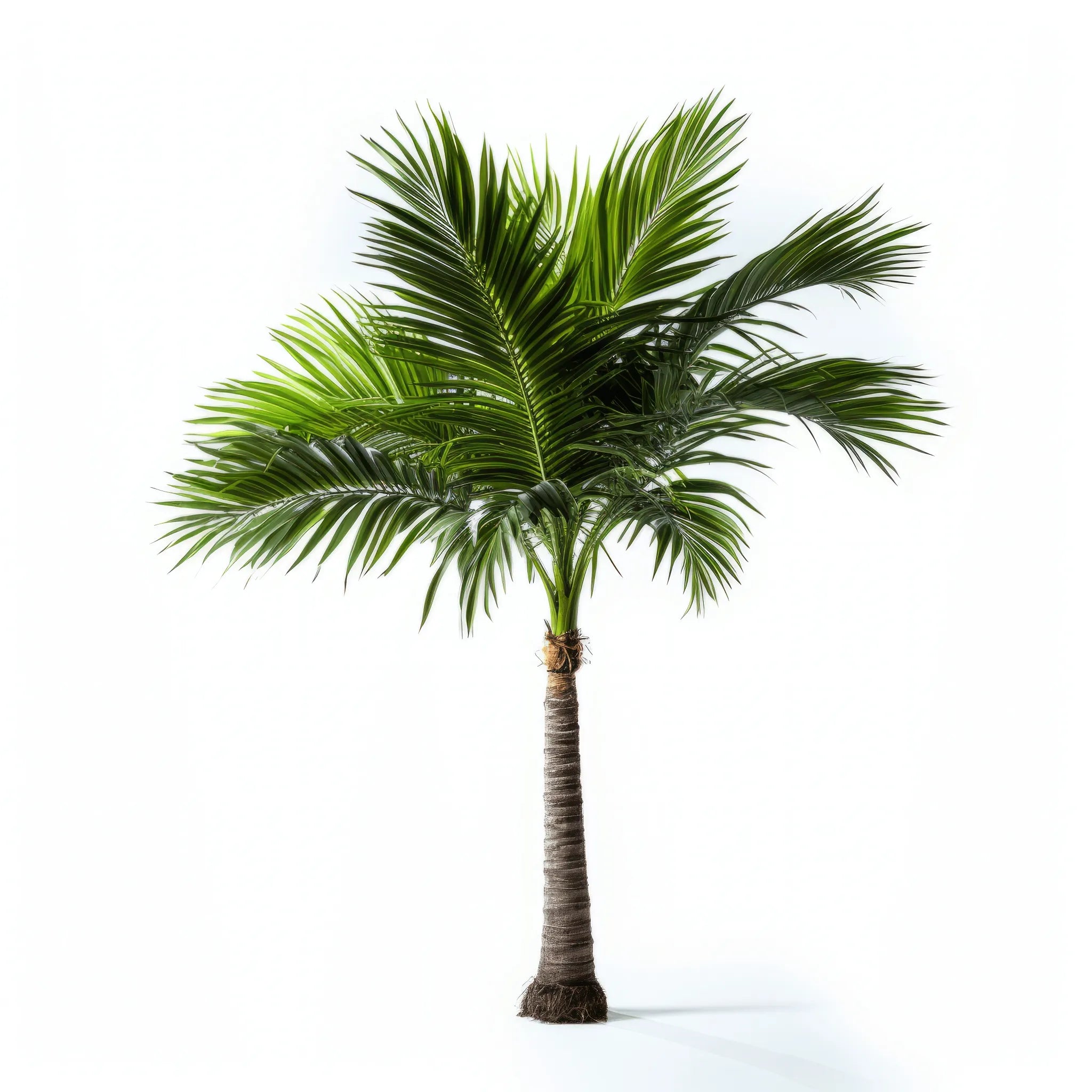 Abigail palm tree