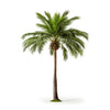 Addie palm tree